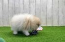 Sweet Deutscher Spitz Purebred Puppy