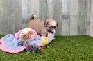 Aussiechon Puppy for Adoption