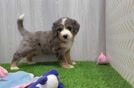 Fluffy Mini Bernedoodle Poodle Mix Pup