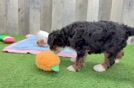 Mini Bernedoodle Puppy for Adoption