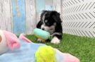 Aussiechon Pup Being Cute