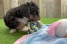 Best Mini Bernedoodle Baby