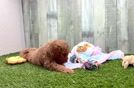 Best Cavapoo Baby