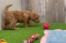 Cavapoo Puppy for Adoption