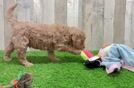 Mini Goldendoodle Pup Being Cute