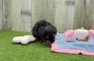 Popular Poodle Baby