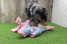 Mini Goldendoodle Puppy for Adoption
