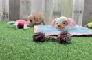 Best Maltipoo Baby