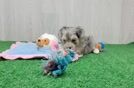 Energetic Malt Oodle Poodle Mix Puppy