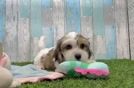 Adorable Cavalier Bichon Designer Puppy