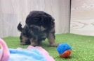 Energetic Shih Poo Poodle Mix Puppy