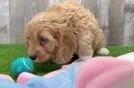 Cute Cavapoo Baby