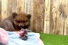 Cute Pom Pom Purebred Puppy