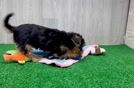 Yorkie Poo Puppy for Adoption