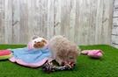 Petite Maltipoo Poodle Mix Pup