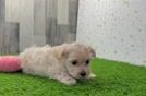 Maltipoo Puppy for Adoption