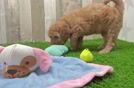 Meet Flo - our Mini Goldendoodle Puppy Video