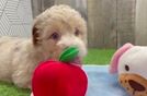 Petite Mini Aussiedoodle Poodle Mix Pup