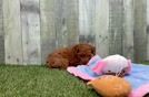 Meet Kai - our Poodle Puppy Video