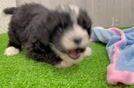 Friendly Mini Bernedoodle Baby