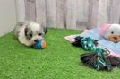 Meet Ernesto - our Havanese Puppy Video