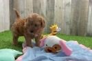 Smart Cavapoo Poodle Mix Pup