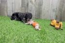 Friendly Morkie Baby