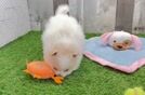 Adorable Pom Dog Purebred Puppy