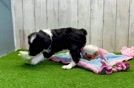 Meet Eclipse - our Mini Aussiedoodle Puppy Video