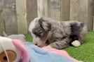 Friendly Mini Sheepadoodle Baby