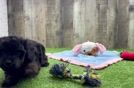 Cavapoo Puppy for Adoption