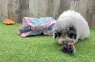 Poodle Pup Being Cute