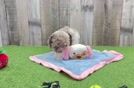 Poodle Puppy for Adoption