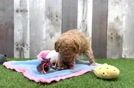 Meet Google - our Poodle Puppy Video