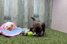 Best Shih Poo Baby