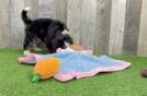 Mini Bernedoodle Puppy for Adoption