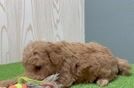 Playful Mini Groodle Poodle Mix Puppy