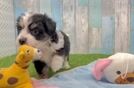 Aussiechon Puppy for Adoption