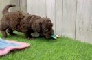 Best Shih Poo Baby