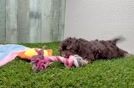 Friendly Cavapoo Baby