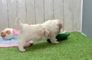 Little Multipoo Poodle Mix Puppy