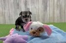 Morkie Pup Being Cute