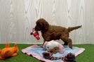 Meet Joe - our Mini Irish Doodle Puppy Video