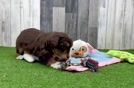 Best Mini Aussiedoodle Baby
