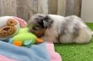 Best Shih Pom Baby