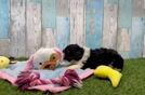Cavapoo Puppy for Adoption