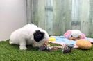 Meet Deb - our Teddy Bear Puppy Video