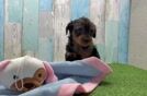 Yorkie Poo Puppy for Adoption