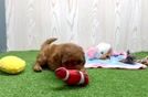 Meet Woodford - our Mini Goldendoodle Puppy Video