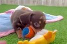 Dachshund Pup Being Cute